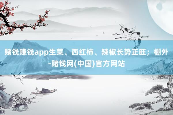 赌钱赚钱app生菜、西红柿、辣椒长势正旺；棚外-赌钱网(中国)官方网站